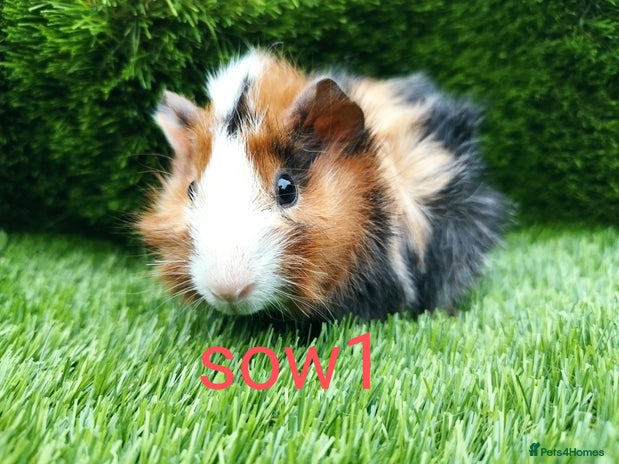 Guinea Pig rodents - Advert 2