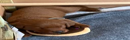Labrador Retriever dogs for sale: American Fox Red labrador - Advert 12