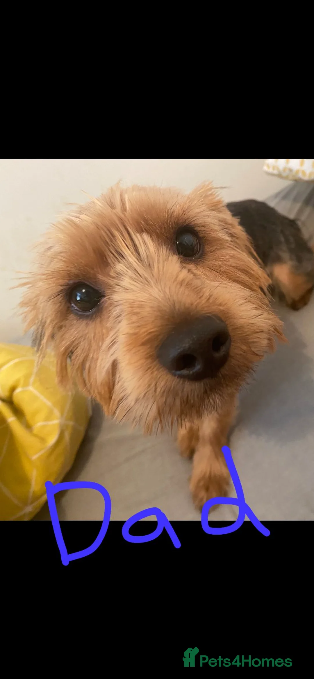 Yorkshire Terrier dogs for sale: 4 Stunning Minature Yorkshire terriers for sale  - Advert 8