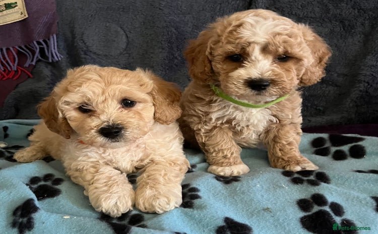 Poochon dogs - Advert 1