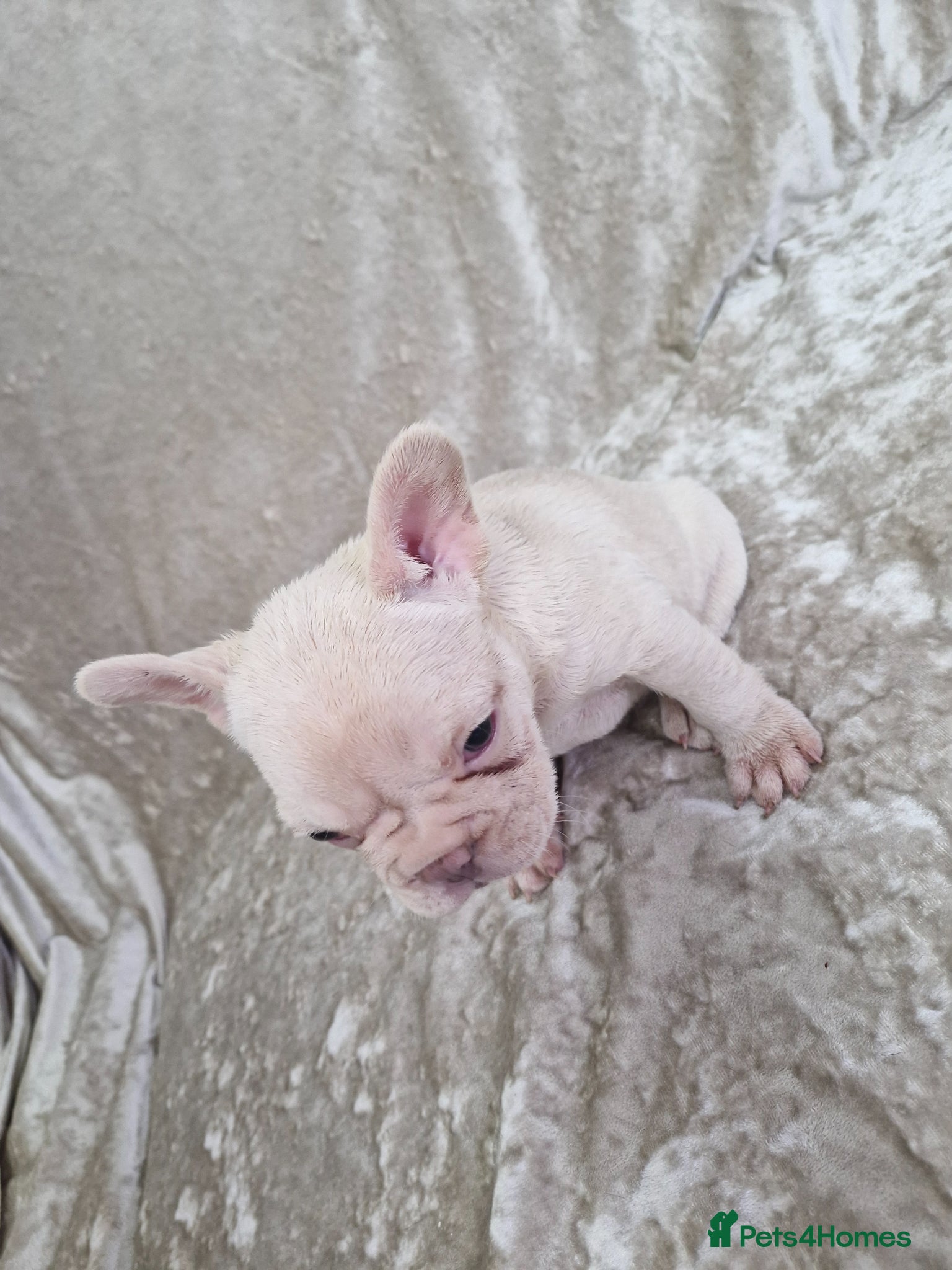 French Bulldog dogs French Bulldog Puppies  - Advert 8