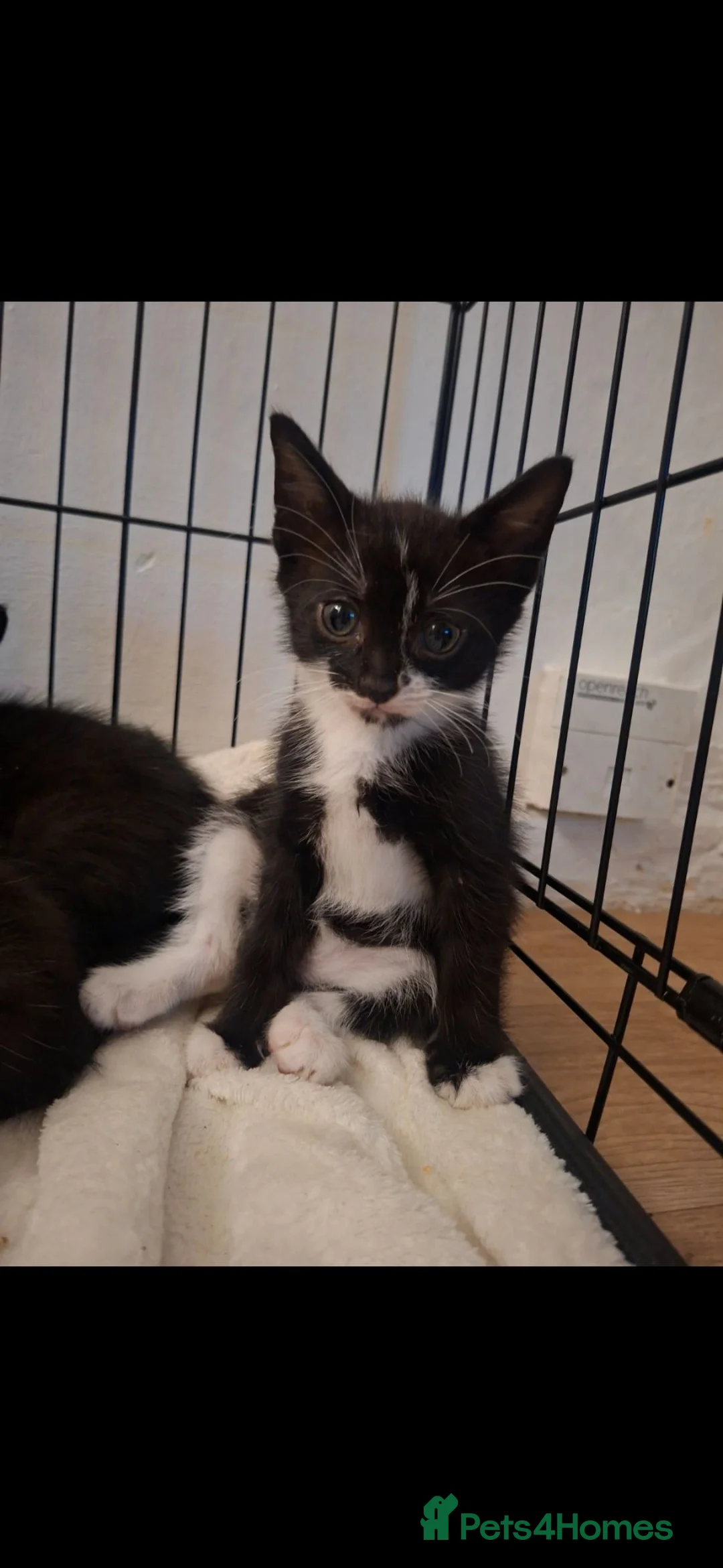 Mixed Breed cats for sale: 6 lovely kittens 😸  - Advert 1