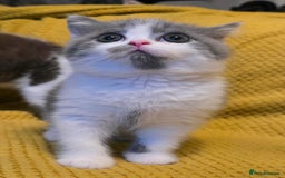 British Shorthair cats for sale: READY NOW GCCF reg BSH kittens - Image 24