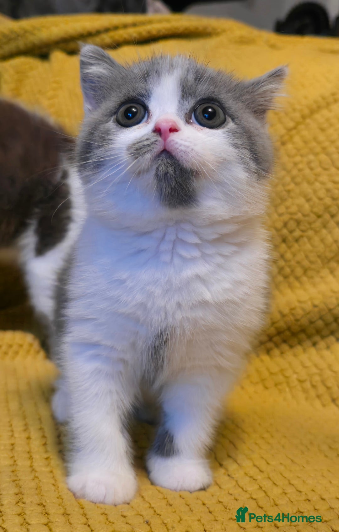 British Shorthair cats for sale: READY NOW GCCF reg BSH kittens - Image 24