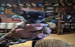 Chihuahua dogs for sale: Chihuahua puppies  - Image 2