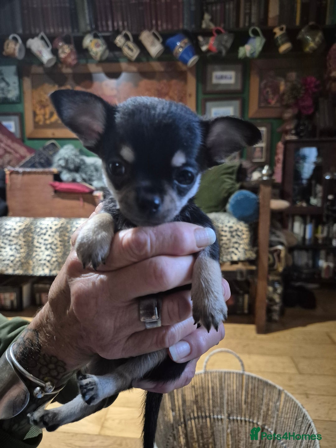Chihuahua dogs for sale: Chihuahua puppies  - Image 2