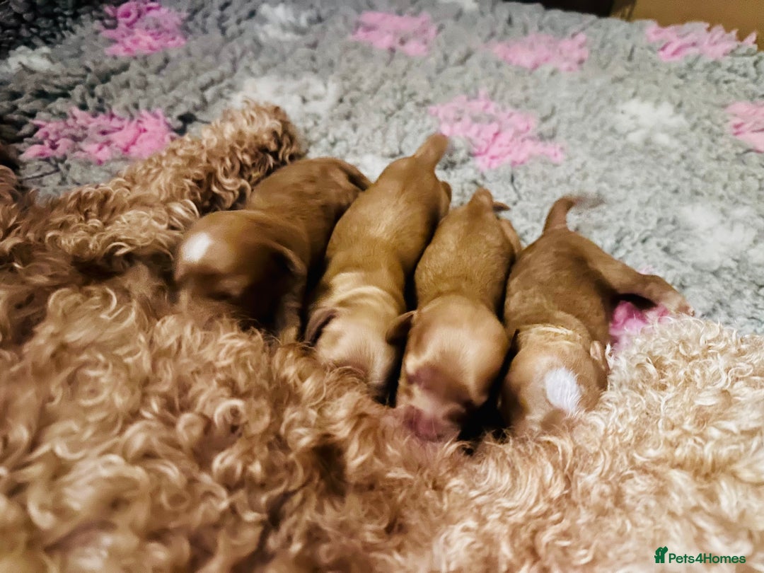 Cockapoo dogs for sale: Cockapoo - Advert 12