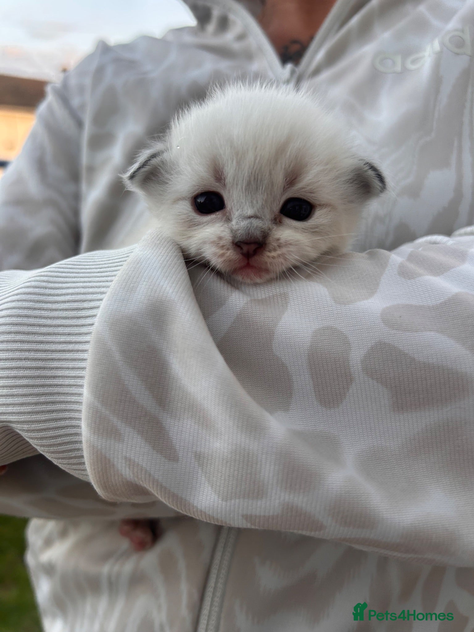 Ragdoll cats ⭐️🏆Beautiful GCCF Grand champion ragdolls 5*🏆⭐️ - Advert 1