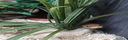 Corn Snake reptiles for sale: Corn snake and full set up - Advert 1