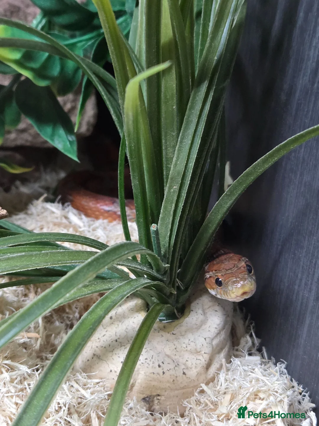 Corn Snake reptiles for sale: Corn snake and full set up - Advert 1