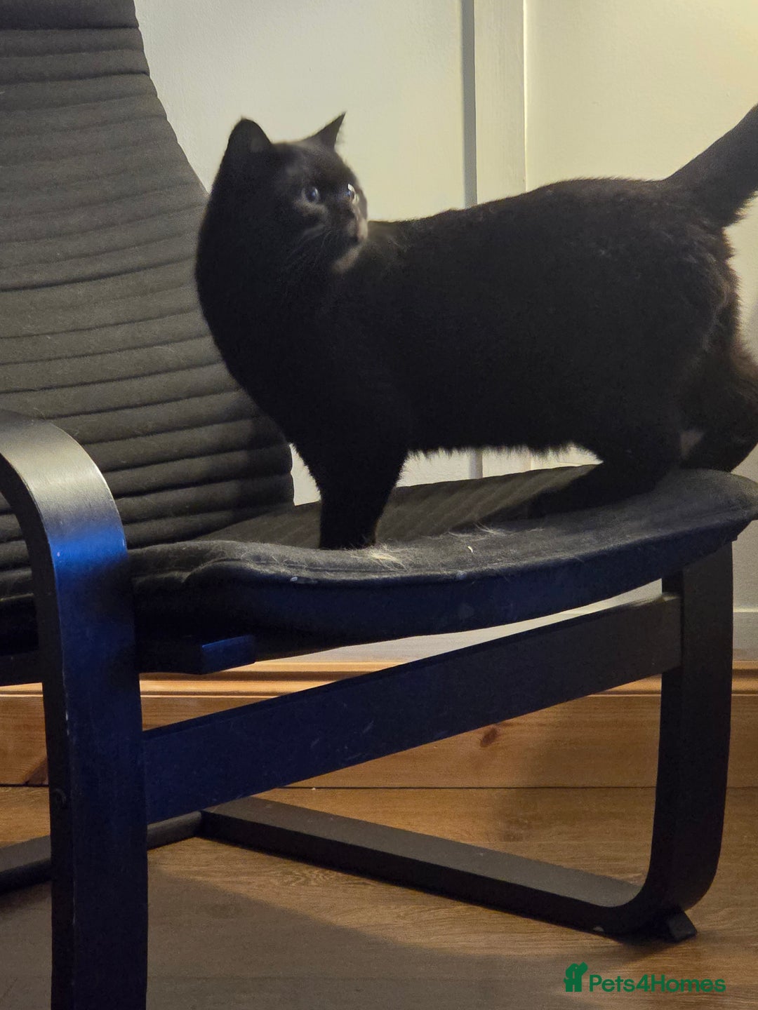 British Shorthair cats for sale: Black british short hair  - Image 6