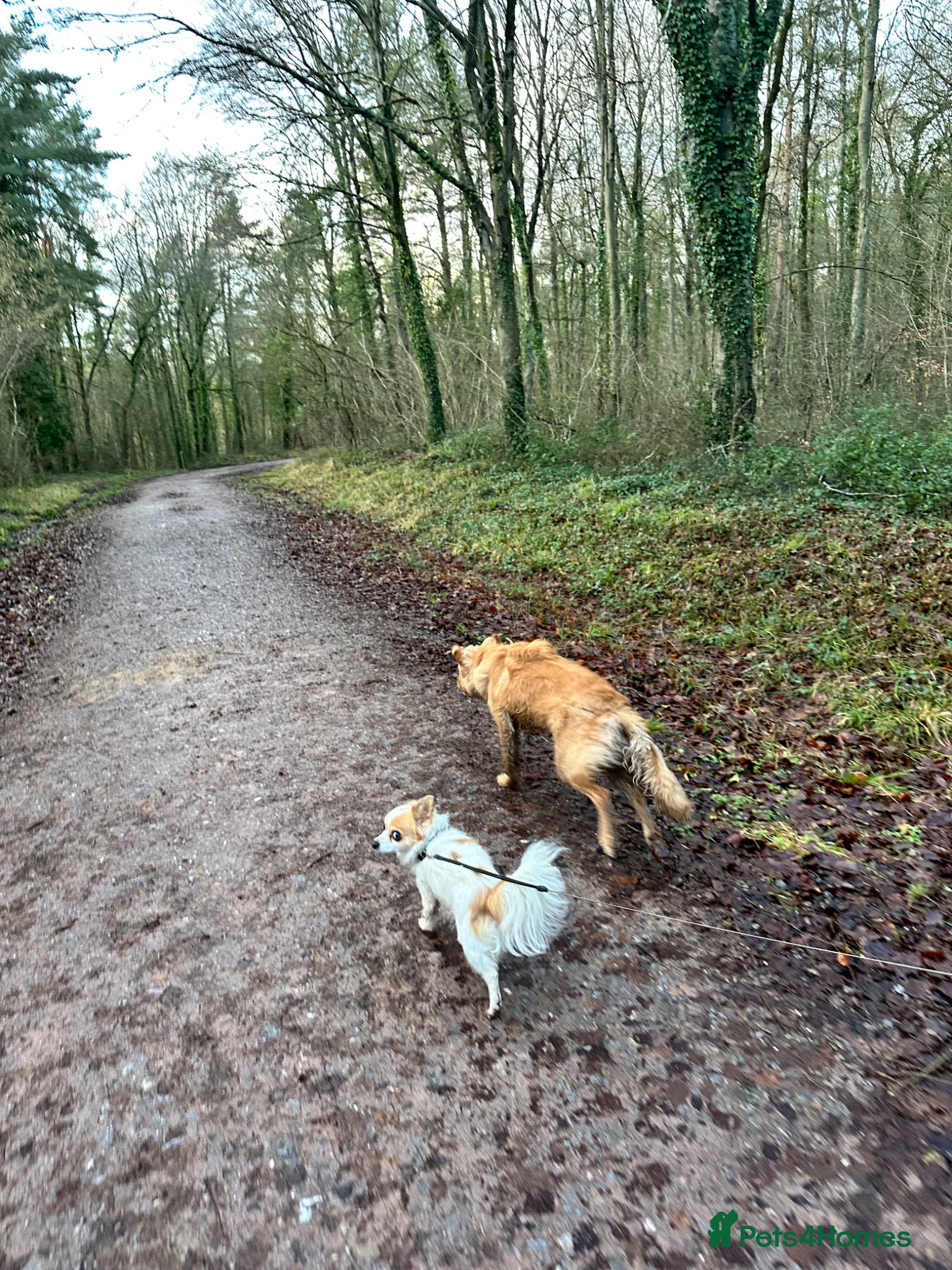 Chihuahua dogs for sale: Old boy REHOME required in Ilminster - Advert 3