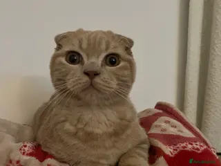 Scottish Fold cats 😻CREAM COLOUR BOY 😻 SCOTTISH FOLD - Advert 11