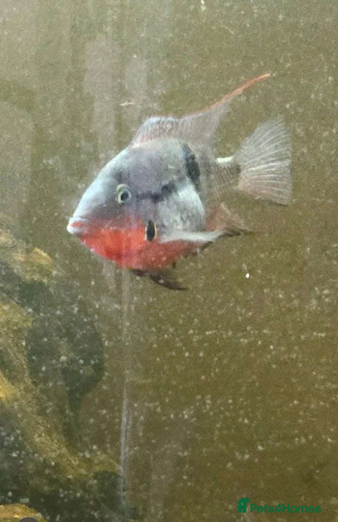 Cichlids fish for sale: Oscars x2  in Radstock - Advert 2