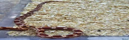 Corn Snake reptiles for sale: Corn snake  in Leicester - Advert 11