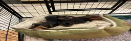 Jack Russell dogs for sale: Beautiful Black and Tan Jack Russell Puppies in Loughborough - Advert 7
