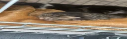 Mixed Breed cats for sale: 4 tabby kittens  in Leeds - Advert 6