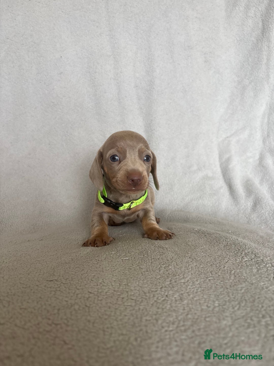 Miniature Dachshund dogs for sale: 5 beautiful Miniture dachshunds for sale - Image 6