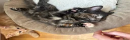 Domestic Shorthair cats for sale: Ginger boy & tortie girls waiting for new families - Advert 6