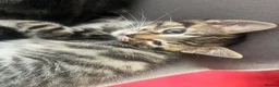 Mixed Breed cats for sale: 1 tabby male left  - Advert 5