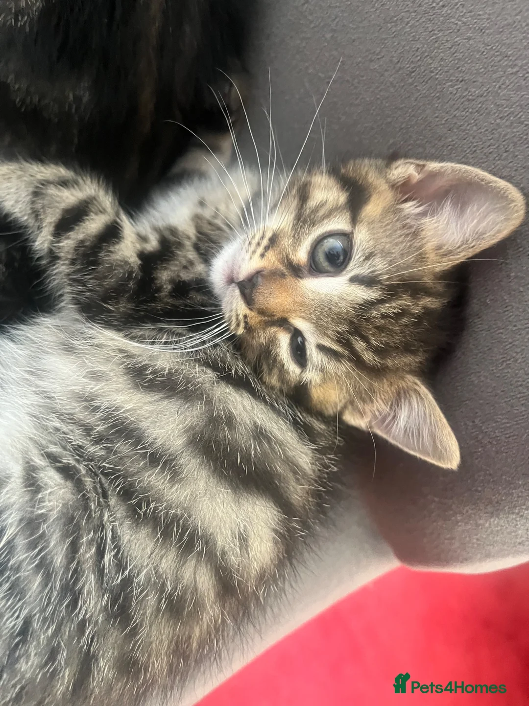 Mixed Breed cats for sale: 1 tabby male left  - Advert 5