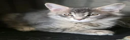 Maine Coon cats for sale: ❤️ TICA Registered Maine Coon Kittens Ready Now ❤️ - Advert 30