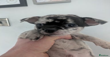 Chihuahua dogs Merle Chihuahua puppies  - Advert 3