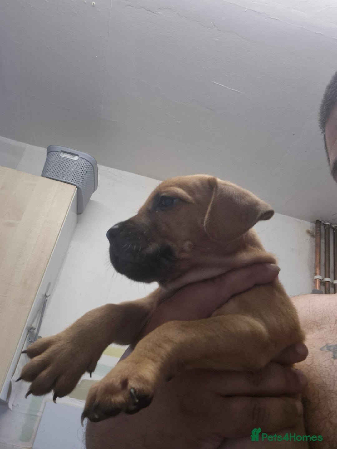 Mixed Breed dogs for sale: Beautiful litter of pups - Image 10