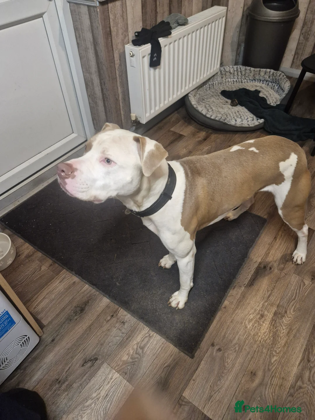 American Bulldog dogs for sale: Male American bulldog  - Advert 2