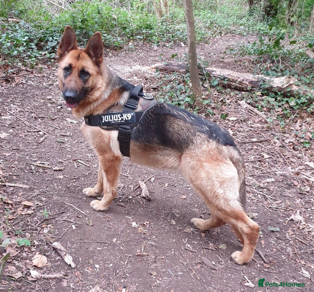 German Shepherd dogs for sale: Friendly Female German Shepherd –Strong Bloodlines - Advert 11