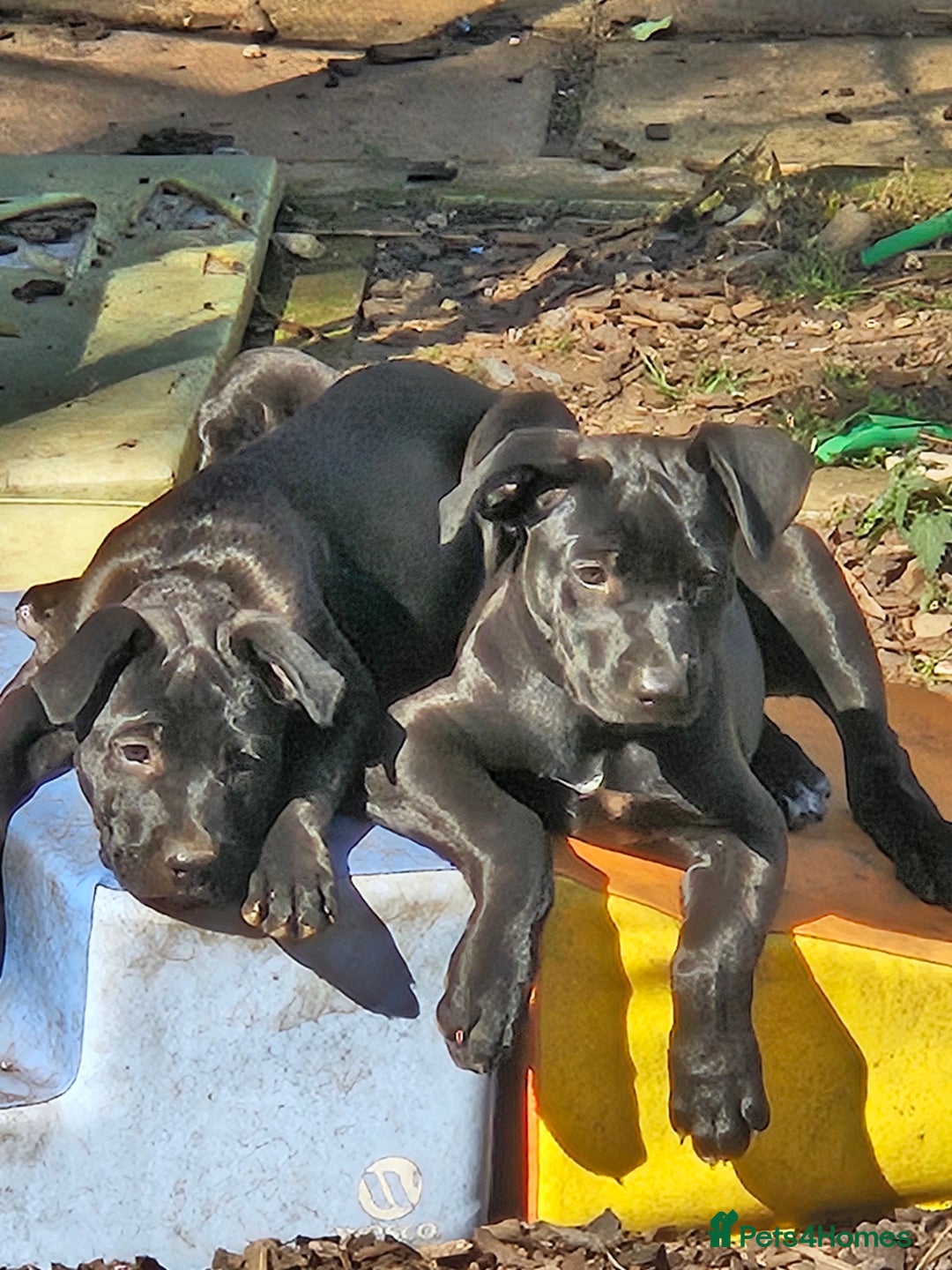 Mixed Breed dogs for sale: 2 puppies left. We have 2 girls - Image 7