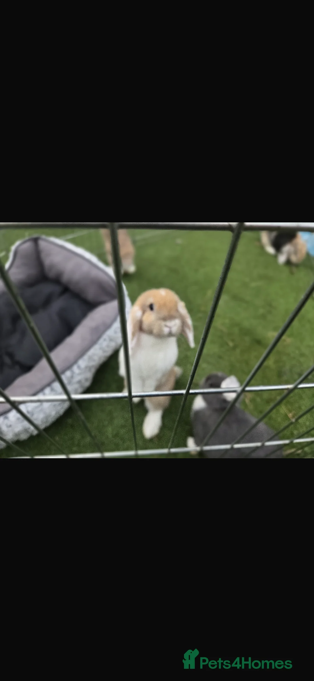 English Lop rabbits for sale: 9 week old lop rabbits  in Leicester - Advert 5