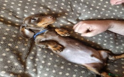 Miniature Dachshund dogs for sale: Gorgeous Mini Smooth Dachshunds Ready Now - Image 18