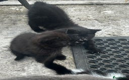 Mixed Breed cats for sale: 3 female kittens ready to go  - Image 28