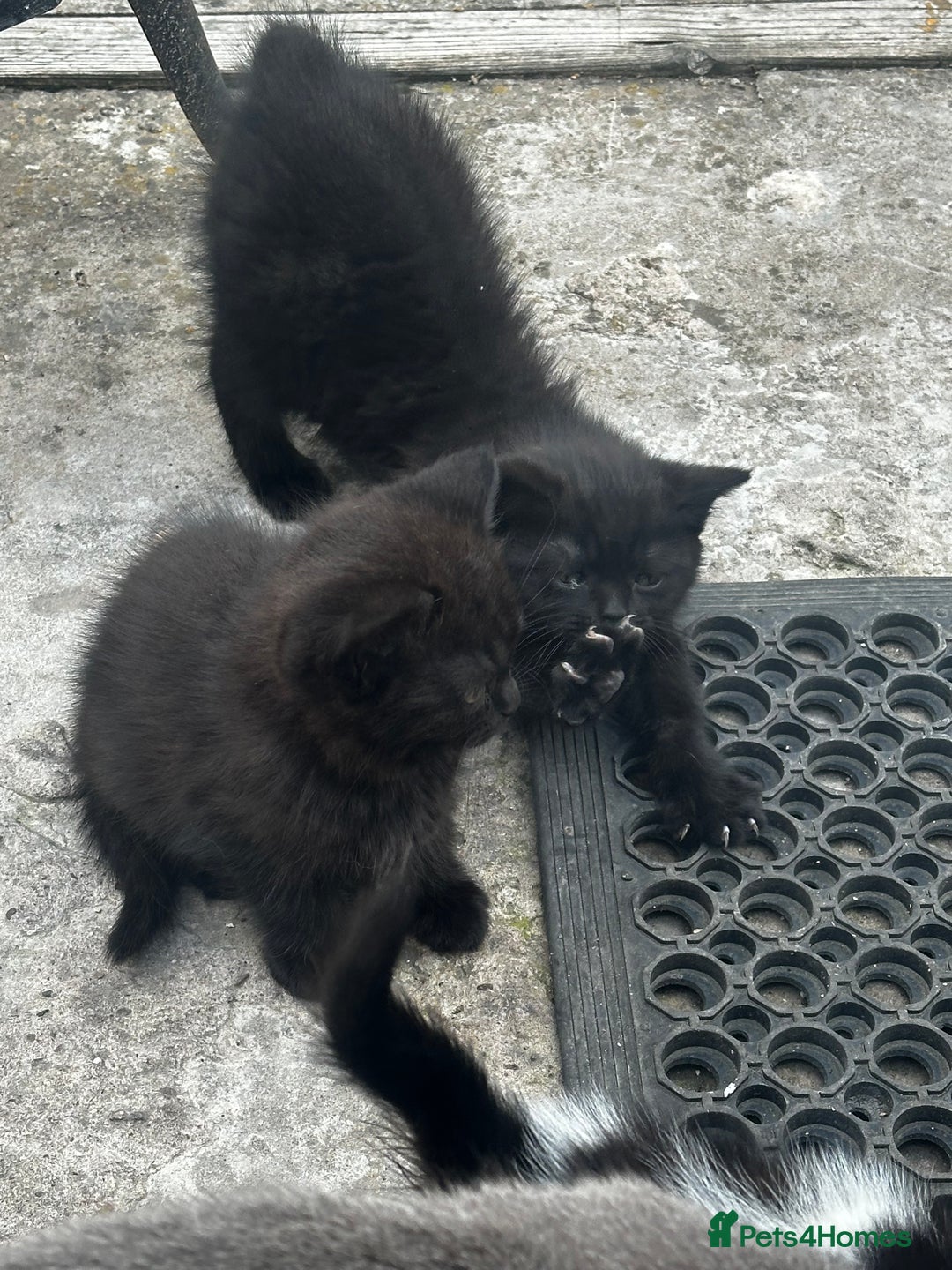 Mixed Breed cats for sale: 3 female kittens ready to go  - Image 28