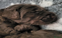 Australian Labradoodle dogs for sale: Beautiful, Well Bred Labradoodle Puppies  - Image 12