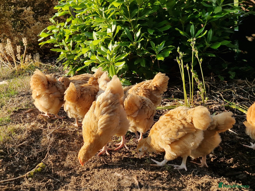 Chickens poultry for sale: Buff Orpington hatching eggs large fowl - Image 2