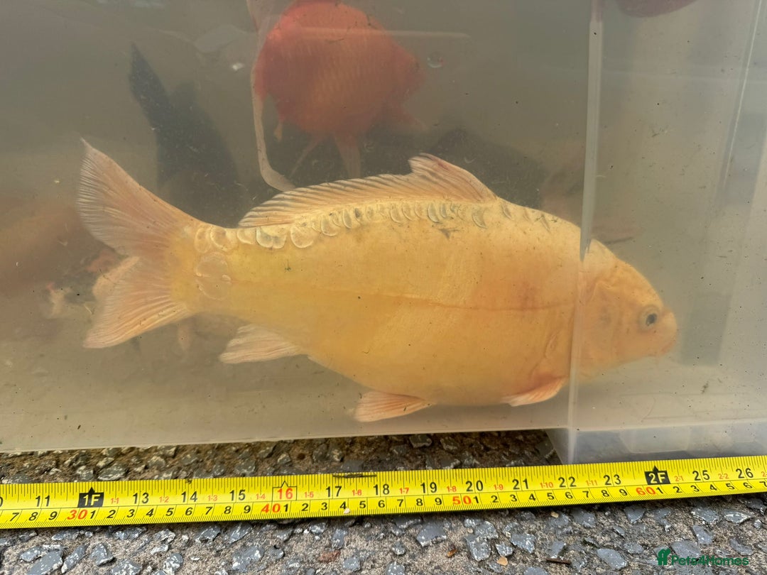 Koi Carp fish for sale: Koi for Sale - Image 16