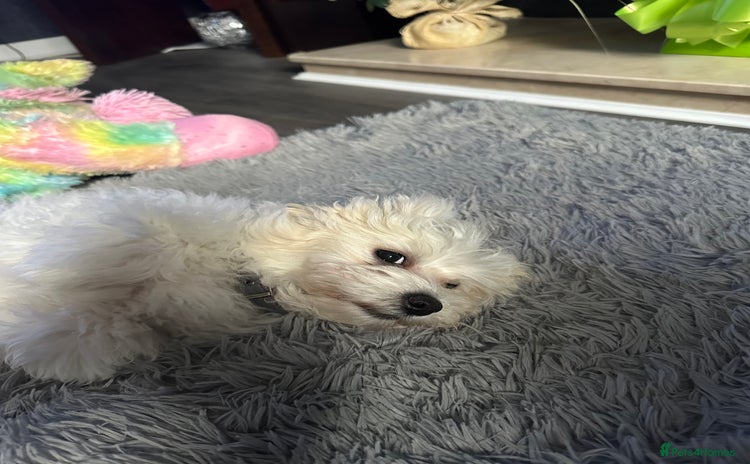 Bichon Frise dogs - Advert 13