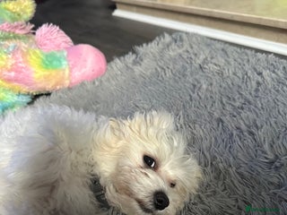 Bichon Frise dogs for sale - Advert 1