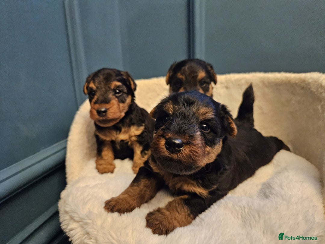 Welsh Terrier dogs for sale: Beautiful Champion Lines KC Welsh Terrier Puppies - Image 8