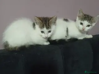 Mixed Breed cats 2 beautiful girls ready to leave - Advert 12