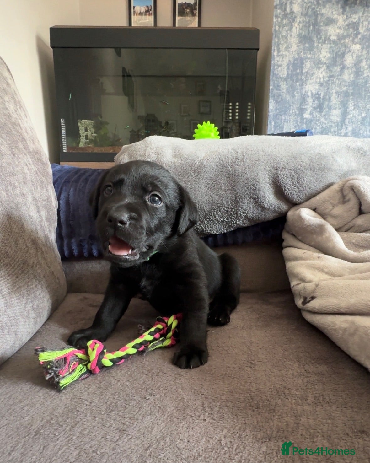 Labrador Retriever dogs KC Registered black Labrador puppies - Advert 1