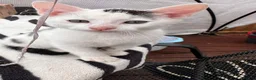 Mixed Breed cats for sale: Looking for my loving dream home!🐾 in Enfield - Advert 7