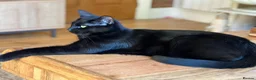 Bengal cats for sale: Fendi & Bagheera–Beautiful, Loving Bengal Pair - Advert 9