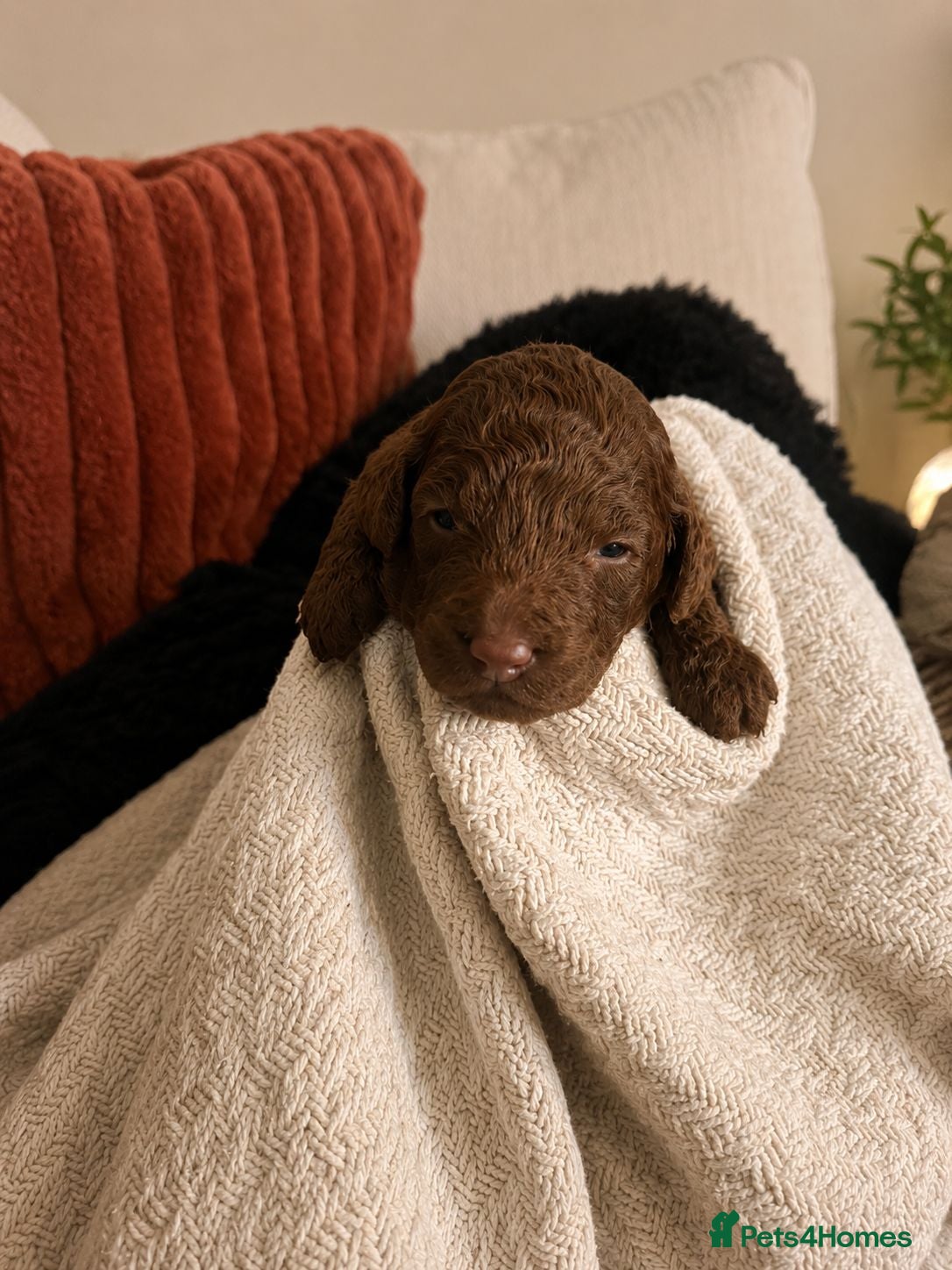 Miniature Poodle dogs for sale: Purebred Miniature Poodle Puppies - Advert 6