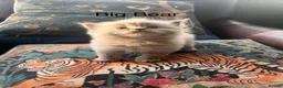 Mixed Breed cats for sale: Beautiful Ragdoll/Persian mix - Advert 15