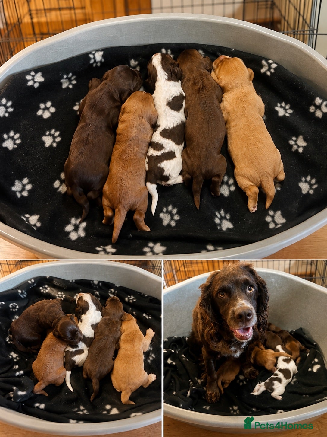 Cocker Spaniel dogs Beautiful working cocker spaniels  - Advert 1