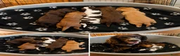 Cocker Spaniel dogs for sale: Beautiful working cocker spaniels  - Advert 1
