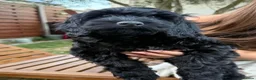 Cockapoo dogs for sale: *LAST 3 LEFT READY TO LEAVE*F1B Cockapoos🐶 - Advert 22